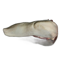 TONGUE